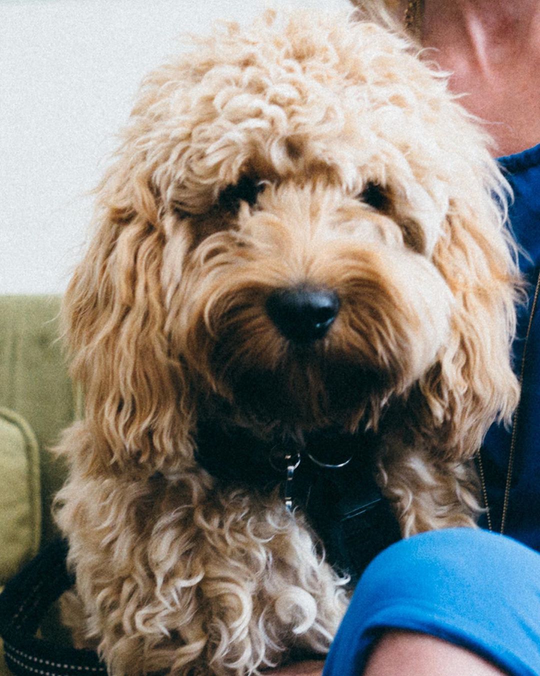 A very happy 1st Birthday to our office pooch, Cookie. He has celebrated in style with lots of treats and a long nap! 
</p>
				</div>
			</div>
		</div>
				
				
		<div class=