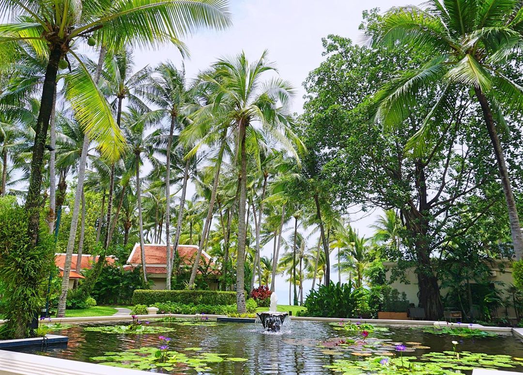 Palm tree heaven @santiburisamui 
</p>
				</div>
			</div>
		</div>
				
				
		<div class=
