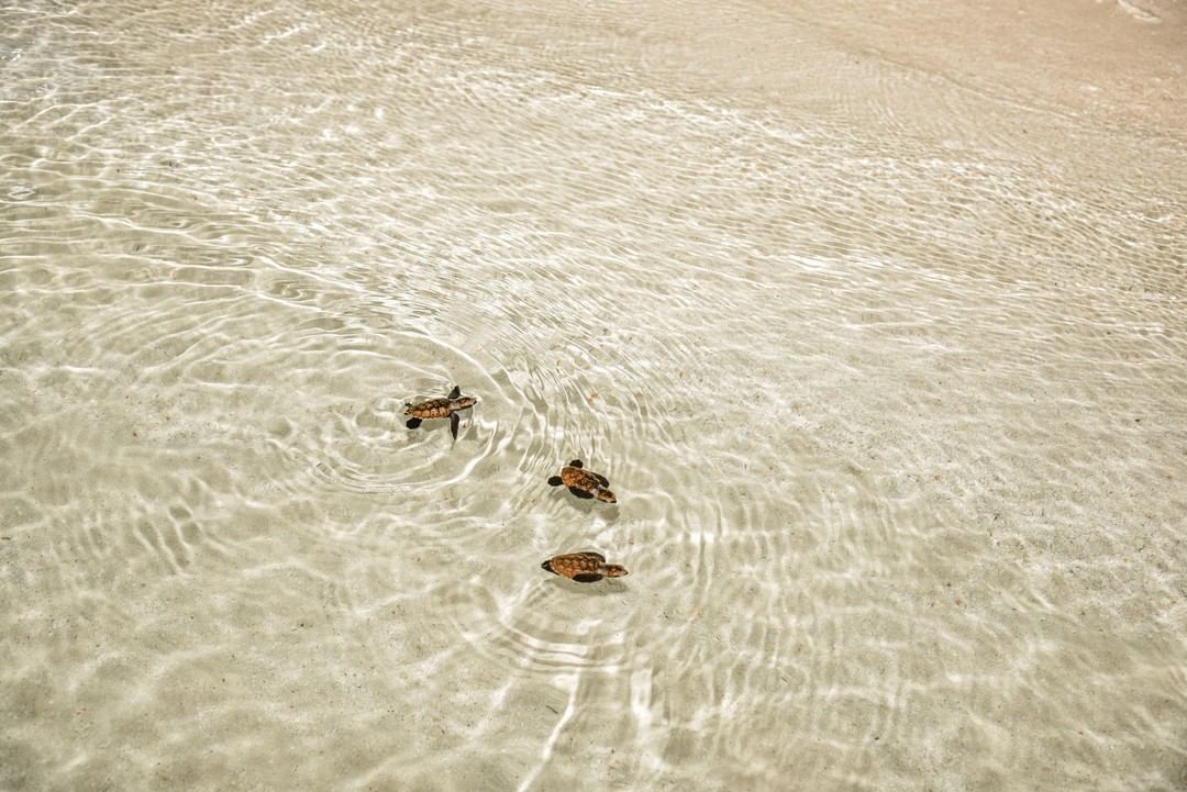 Adorable News Alert! On the beaches of @emeraldmaldivesresortspa, these baby hawksbill sea turtles made their way down to the ocean to test the waters for the very first time. Find out more about this endangered species by visiting @forbes and hear from #EmeraldMaldives’ very own Marine Biologist.
