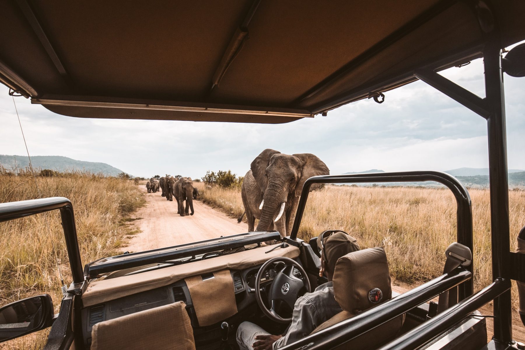 Coronavirus and the natural world - Safari 