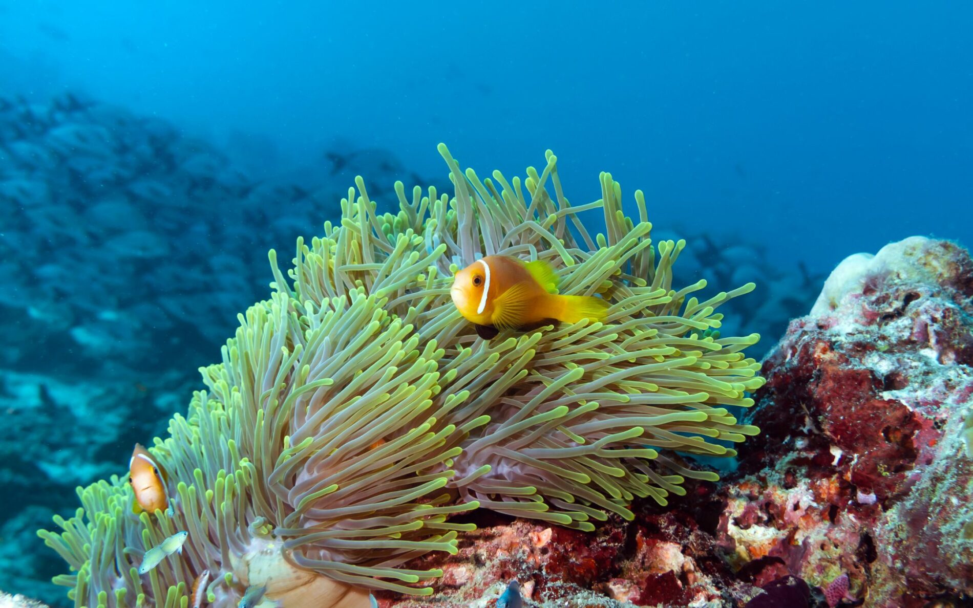 tropical fish swimming in coral at the bottom of the ocean luxury travel lifestyle pr