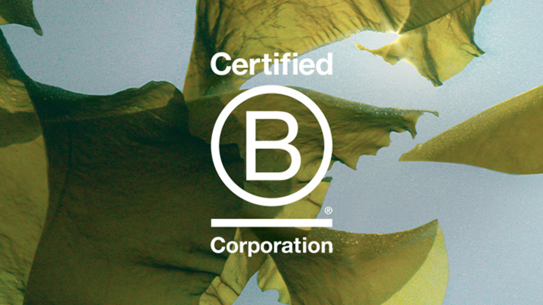 Certified B Corporation logo displayed prominently on a background with blue sky and tropical leaves.