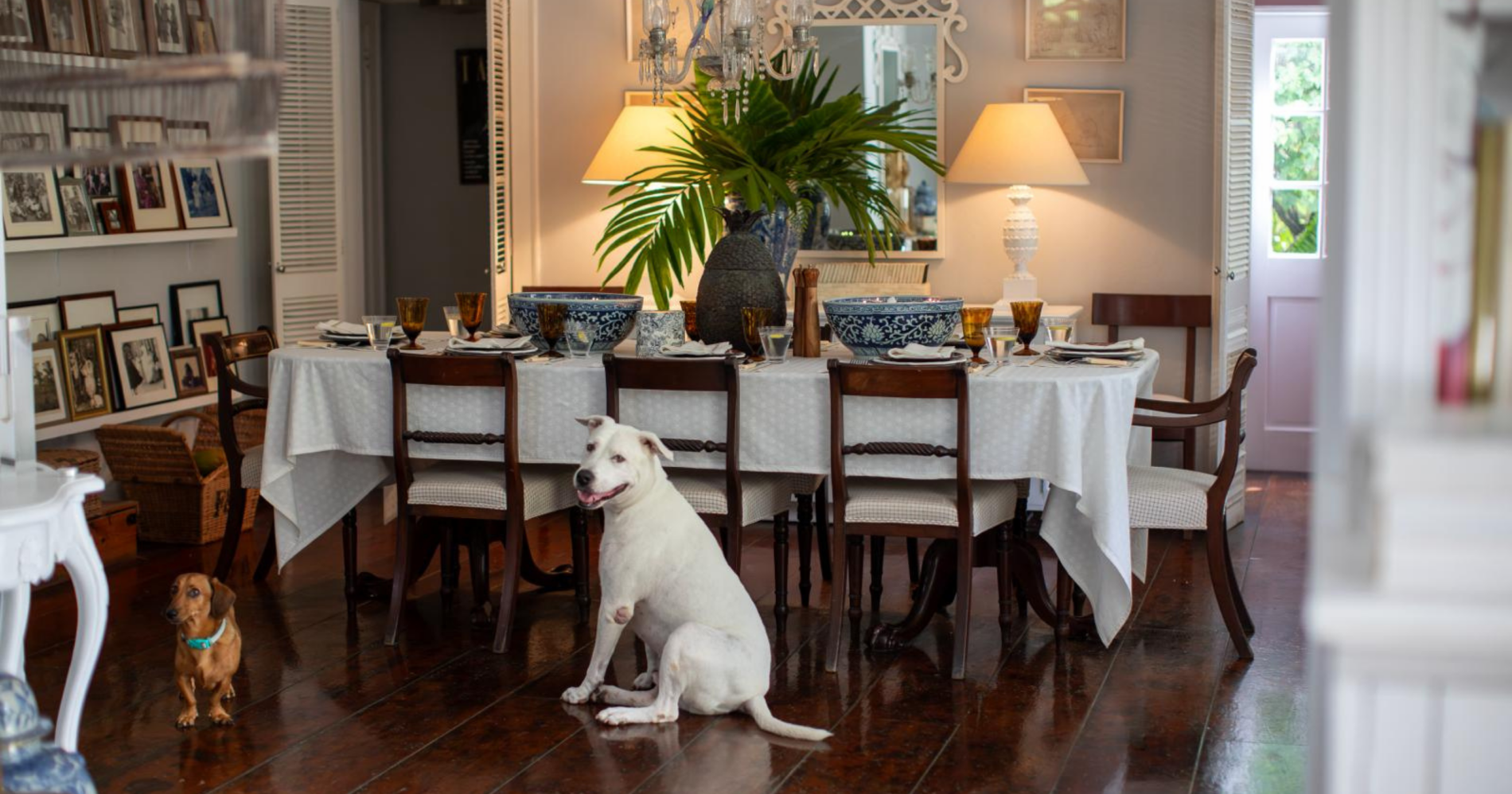 India's dogs lounging in the dining room of her Bahamas home, embodying the essence of island living.